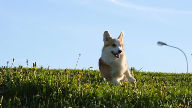 Cute welsh corgi is jumping back and forth