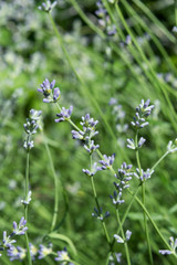 Lavender Flower Buds in Springtime. Close up.