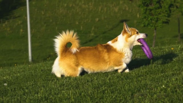 Beautiful corgi dog with the toy in slow motion