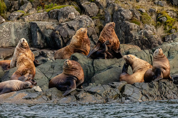 Fototapeta premium Steller Sea Lions (Eumetopias jubatus) on the rocks, British Columbia, Canada