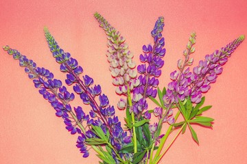 Beautiful bouquet of bright flowers called lupins. Flowers lie on the surface of a pink shade.