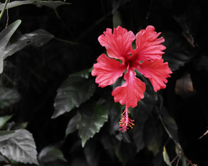 Costa Rican Hibiscus Flower © Wildflower Whispers