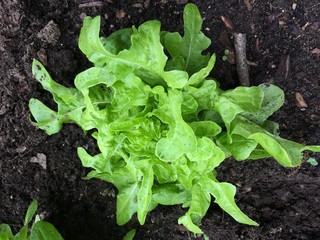 lettuce growing in the garden