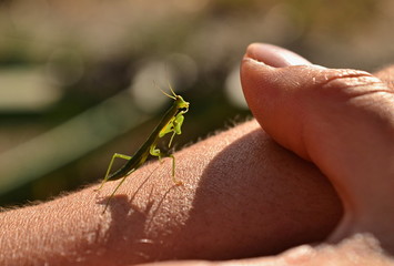 The green praying mantis insect sitting on a hand