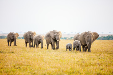 Obraz na płótnie Canvas Elephants in Africa