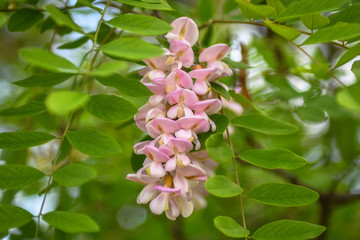 Rose-acacia (Robinia hispida) 