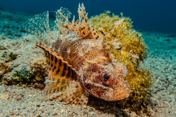 Naklejka na ściany i meble Frog fish in the Red Sea Colorful and beautiful, Eilat Israel