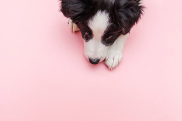 Funny studio portrait of cute smilling puppy dog border collie isolated on pink pastel trendy background. New lovely member of family little dog gazing and waiting for reward. Pet care and animals