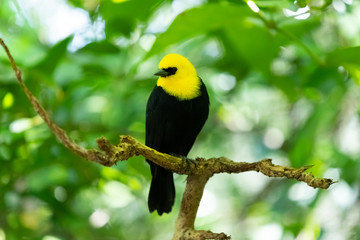 キガシラハゴロモガラス