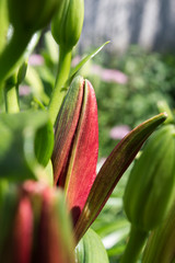 Beautiful orange red lilies flowers bud close up.