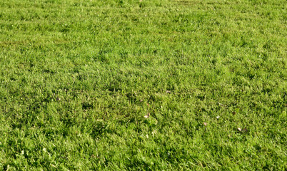 Green grass background.