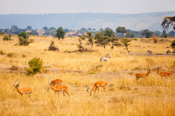 Fototapeta na wymiar Impalas in Kenya