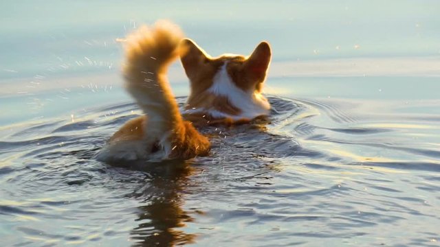 Swimming welsh corgi dog in sunset