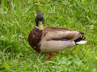 Duck on the green grass