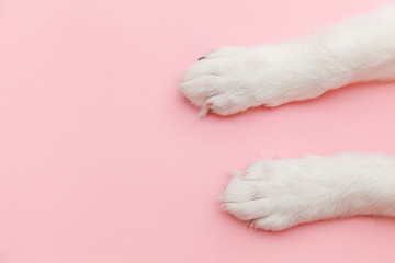 Puppy dog white paws isolated on pink pastel trendy background. Pet care and animals concept. Dog...