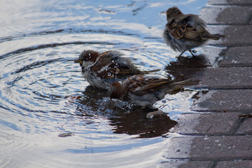 Sparrows bathe in a puddle in the heat. Birds