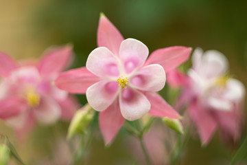 Pink flower of Aquileia (Columbine) close-up. On the background of pink blooms