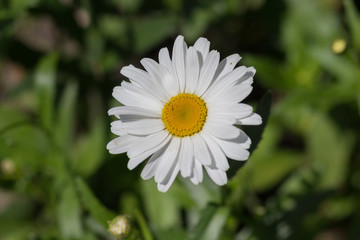 Beautiful white daisy on a meadow close up. Flowers