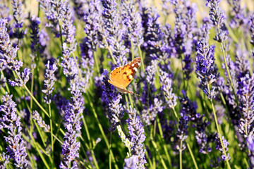 Butterfly in blooming lavender in the field. Lavender flowers.