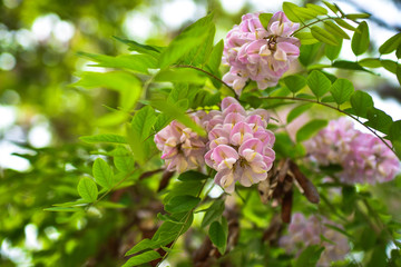 Rose-acacia (Robinia hispida) 
