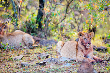 Young lion in Africa