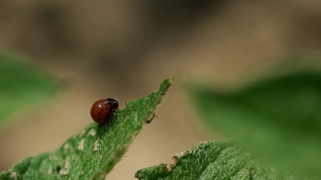 Larvae of Colorado Potato Beetle (Leptinotarsa decemlineata) - (4K)
