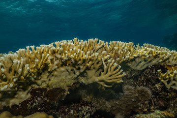 Coral reefs and water plants in the Red Sea, Eilat Israel