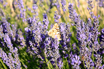 Butterfly in blooming lavender in the field. Lavender flowers.