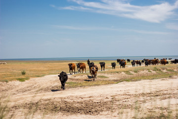 herd of cows in a meadow cattle