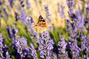 Butterfly in blooming lavender in the field. Lavender flowers.