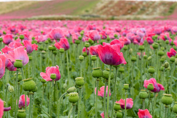 Obraz na płótnie Canvas Poppy field with pink blooming poppies. The picture can be used as a wall decoration in the wellness and spa area