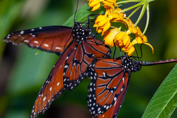 queen butterfly,Danaus gilippus,