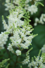 Beautiful white garden flowers branch.