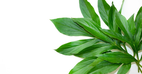 Peony leaves on a white background. Floral background for presentations, website, cards, advertisements