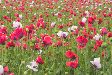 Poppy field with red and white poppies with cloudy sky in the background. The picture can be used as a wall decoration in the wellness and spa area