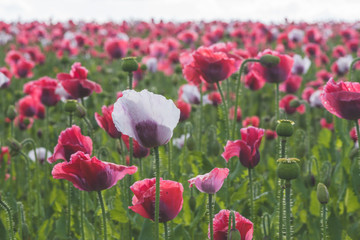 Fototapeta premium Poppy field with red and white poppies with cloudy sky in the background. The photo is taken in sunshine. The picture can be used as a wall decoration in the wellness and spa area