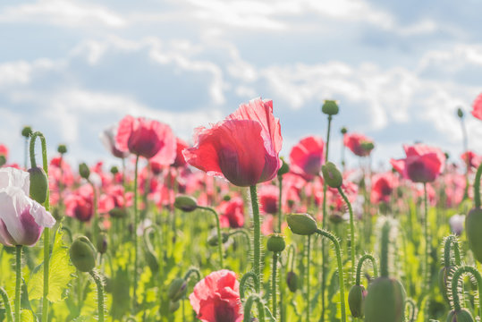 Poppy field with red and white poppies with cloudy sky in the background. The photo is taken in sunshine. The picture can be used as a wall decoration in the wellness and spa area