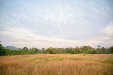 The Meadow and blue sky