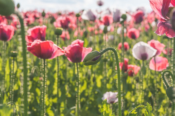 Obraz premium Poppy field with red and white poppies with cloudy sky in the background. The photo is taken in sunshine. The picture can be used as a wall decoration in the wellness and spa area
