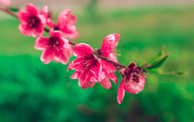 Fototapeta premium wild flowers sakura bush