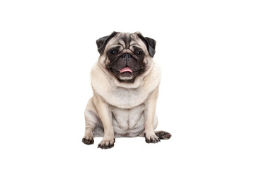 adorable cute smiling pug puppy dog sitting down with tongue out, isolated on white background