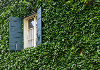 Classic Window on an Ivy Covered Exterior Wall