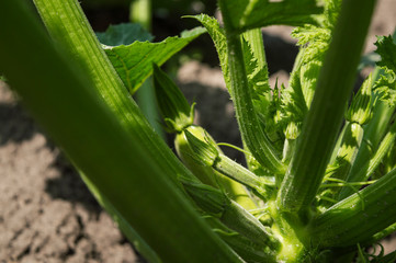 Fototapeta premium Zucchini flowers plant in vegetable garden growing.