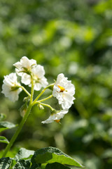 Potato plant flowers. Agriculture products.