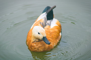 Waterfowl duck red Ogar calmly swims in a pond. - obrazy, fototapety, plakaty
