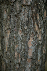 dry old tree bark vertical