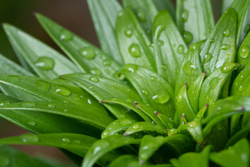 Fototapeta premium The leaves of a tiger lily after rain