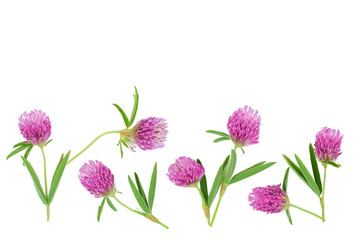 Clover or trefoil flower medicinal herbs isolated on white background with copy space for your text. Top view. Flat lay