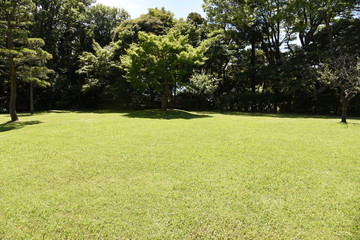Obraz premium Early afternoon scene of the early summer park.