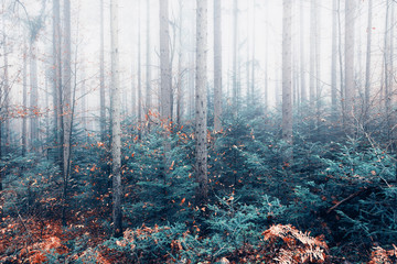 Mystic artistic bright foggy forest trees landscape.